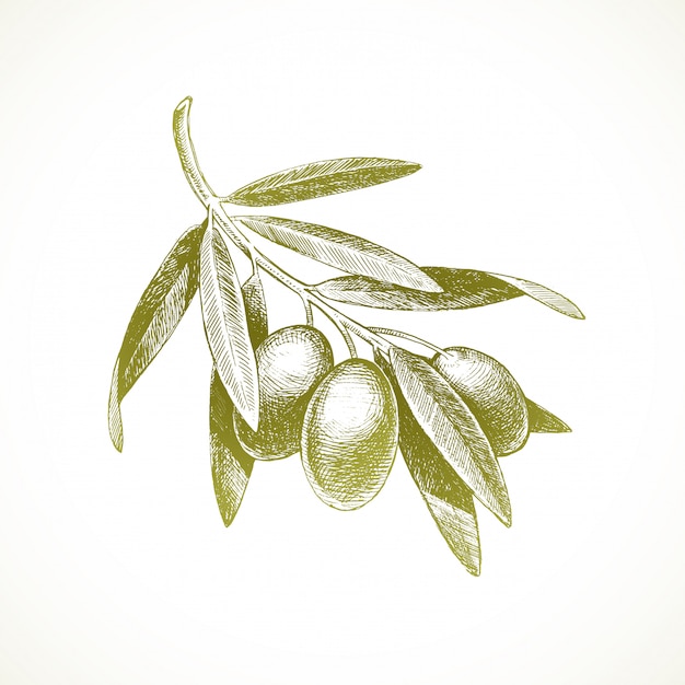 Hand Drawn Illustration Olive Branch Premium Vector 