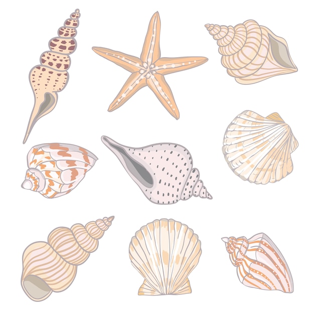 手描きイラスト 貝殻のコレクション マリンセット プレミアムベクター