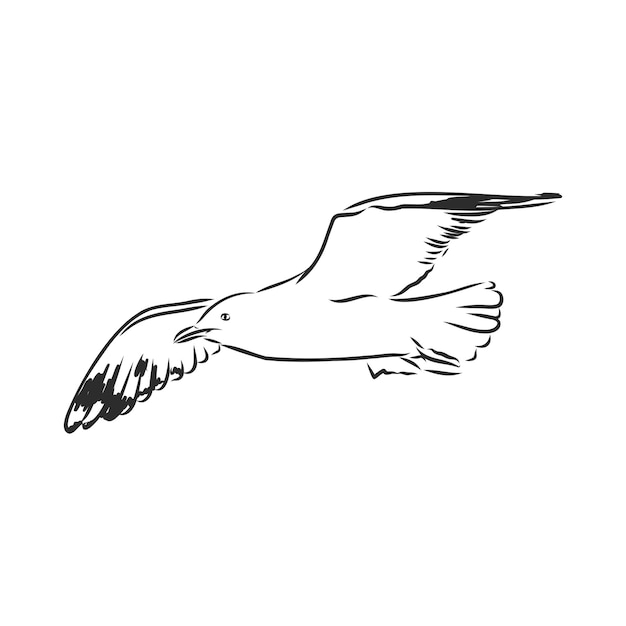 Premium Vector | Hand drawn image seagull bird vector sketch illustration