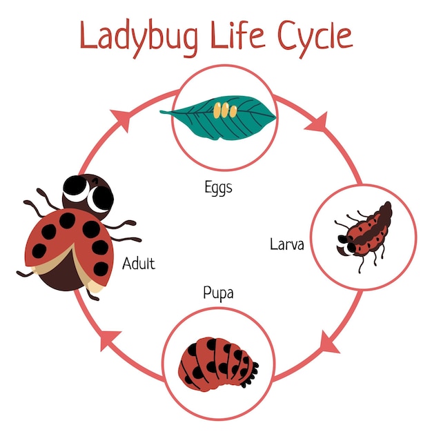 Free Vector | Hand drawn ladybug life cycle