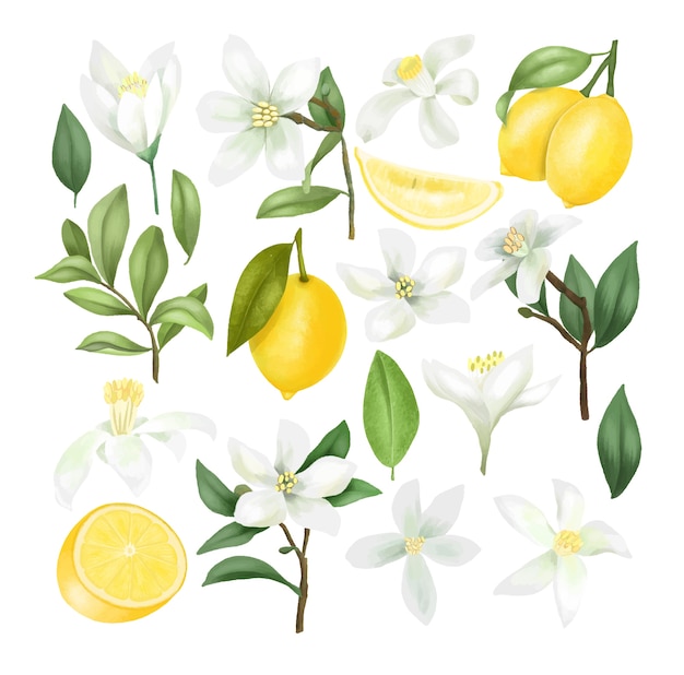 Premium Vector Hand Drawn Lemons Lemon Tree Branches Leaves And Lemon Flowers Clipart Isolated On A White Background