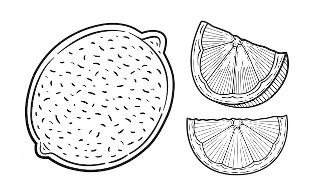 手描きのライムやレモンのセット 全体のレモン スライスされた部分 半分 葉 種子のスケッチ フルーツ刻まれたスタイルのイラスト 詳細な柑橘類の描画 プレミアムベクター