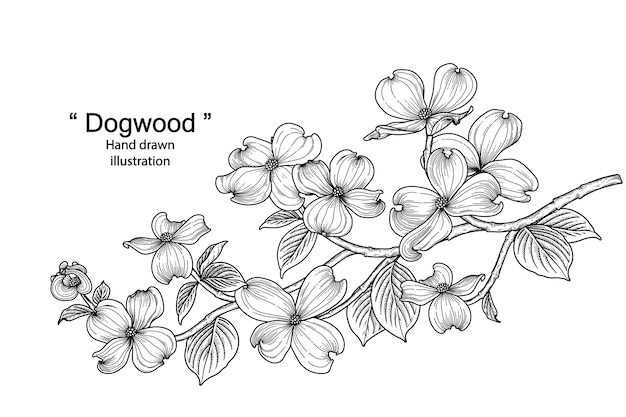 白い背景で隔離の手描きラインアートハナミズキの花 プレミアムベクター