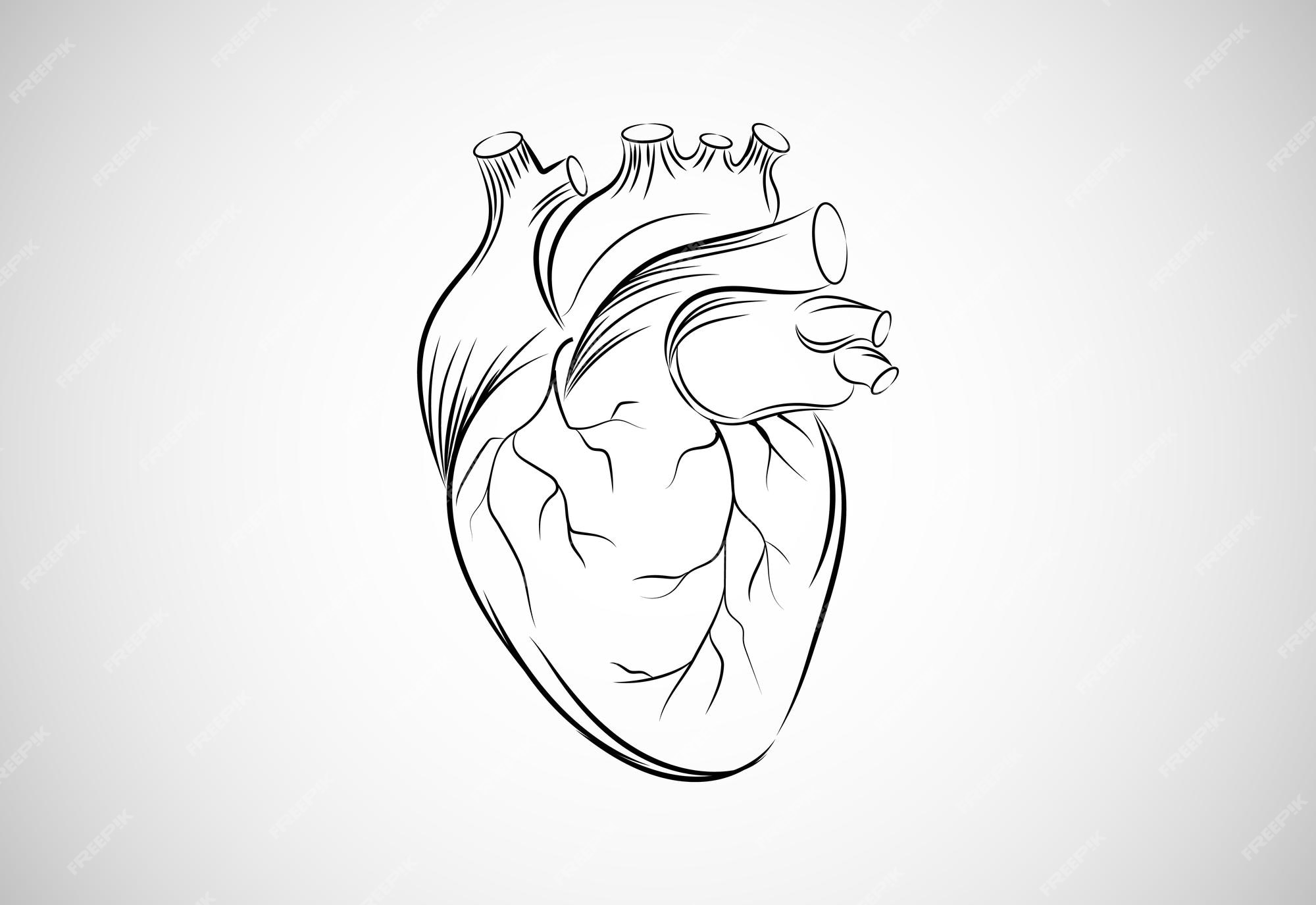 Premium Vector Hand Drawn Line Art Human Heart Vector Illustration 