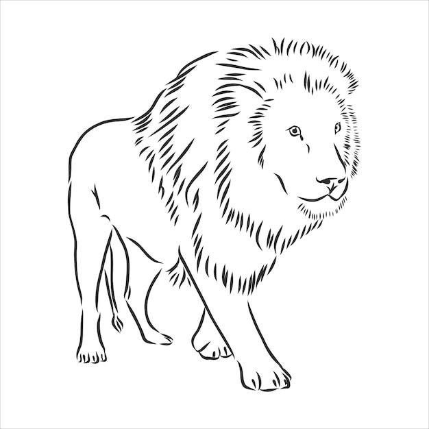 Premium Vector | Hand drawn lion. sketch, vector illustration. wild animal