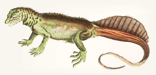 Hand drawn long-tailed variegeted lizard