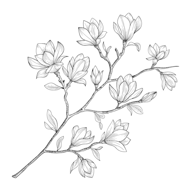 Premium Vector Hand Drawn Magnolia Flowers And Leaves Drawing Illustration