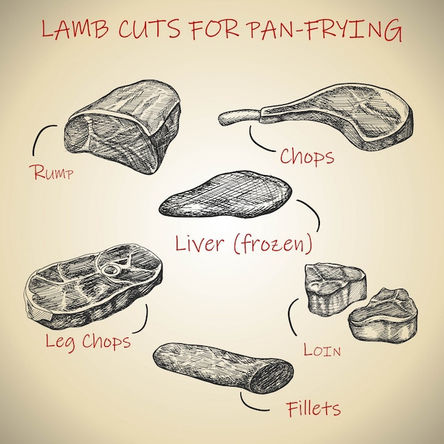 Premium Vector | Hand drawn meat set for lamb cuts for pan frying.