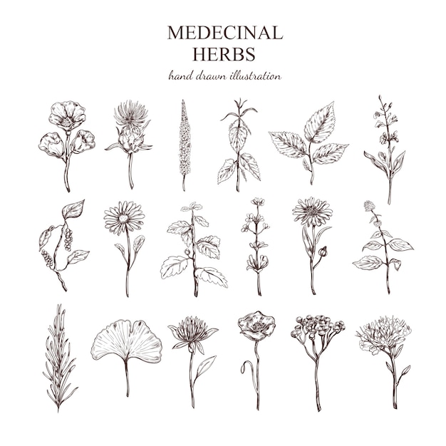Download Free Vector | Hand drawn medical herbs collection