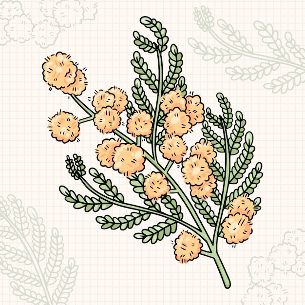 Premium Vector Hand drawn mimosa illustration