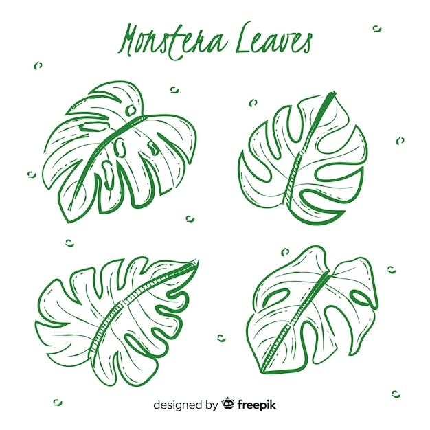 Hand drawn monstera leaves | Free Vector