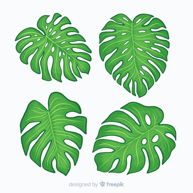 Free Vector | Hand drawn monstera leaves