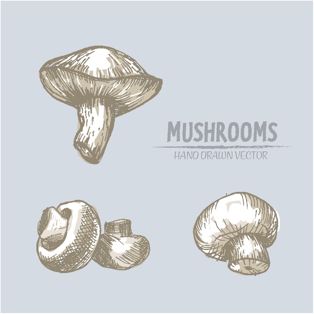 Hand drawn mushrooms background