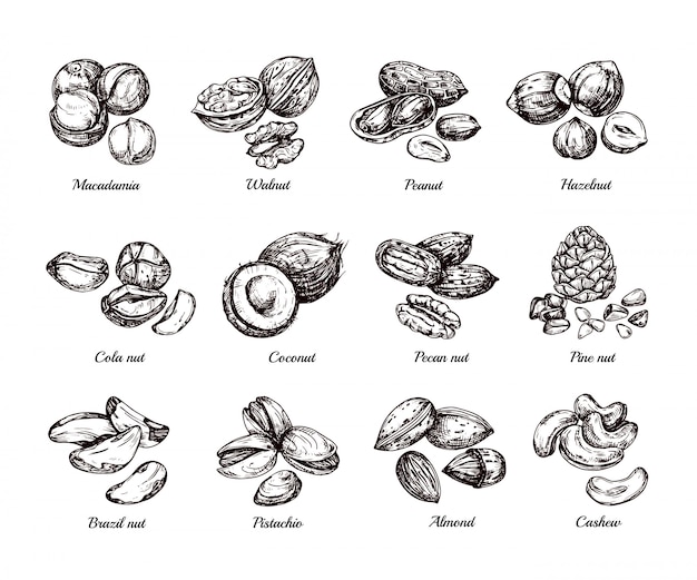 Premium Vector | Hand Drawn Nuts And Seeds. Doodle Sketch Peanut ...