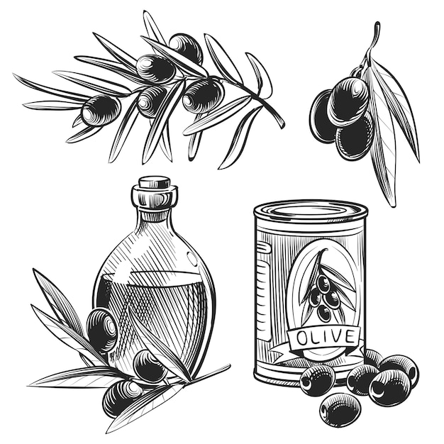 Hand Drawn Olive Oil Bottles And Olives Premium Vector 