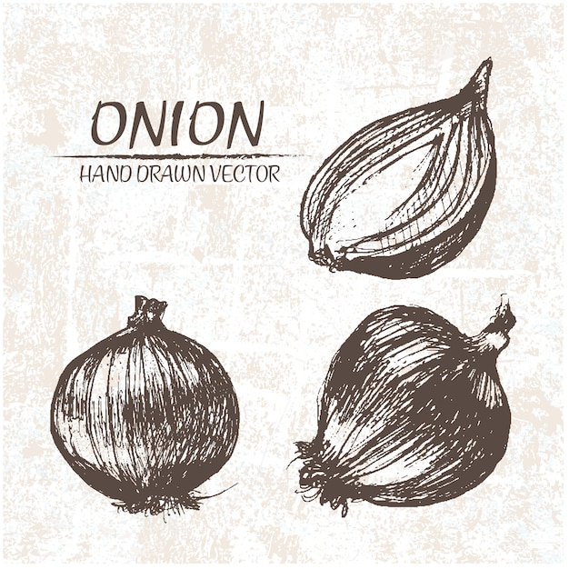 Hand drawn onion design Vector | Free Download