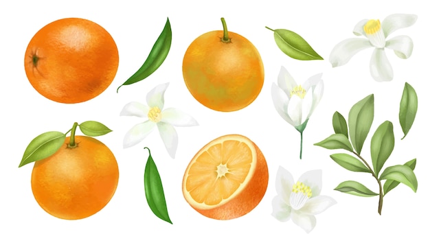 手描きのオレンジの木の枝 葉 オレンジ色の花のクリップアート 白い背景で隔離 プレミアムベクター