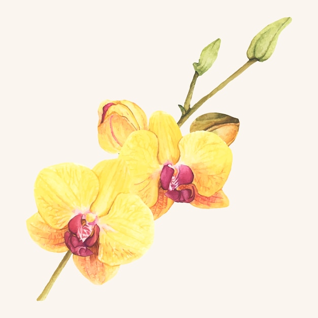 Hand Drawn Orchid Flower Isolated Free Vector