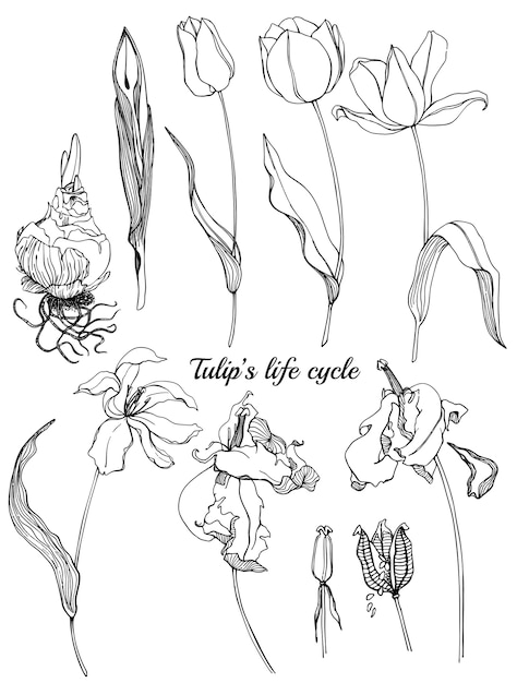 チューリップのライフサイクルの手描きの輪郭の植物のイラスト チューリップ春の花 プレミアムベクター