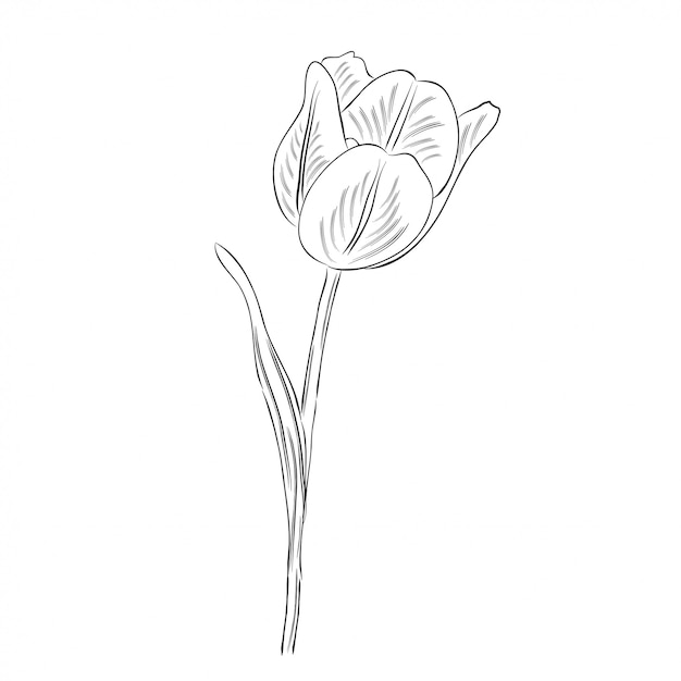 Premium Vector | Hand drawn outline tulip flower isolated