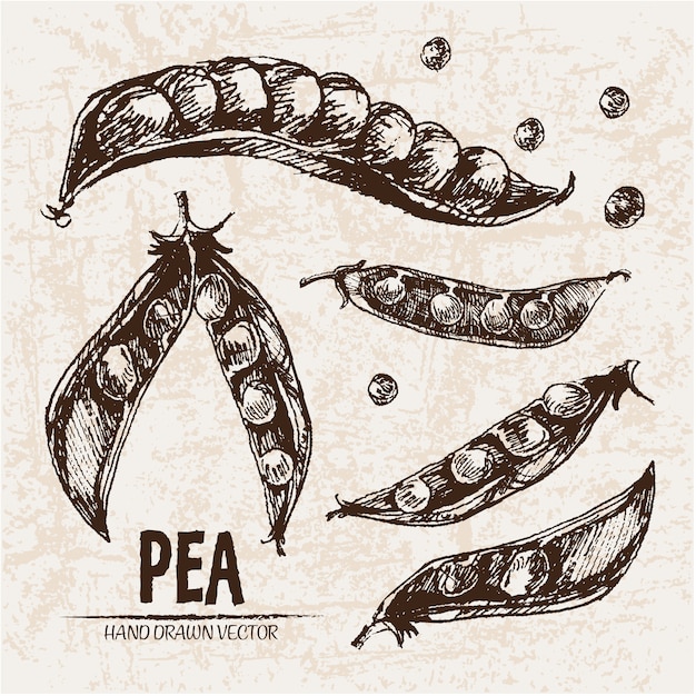 Free Vector | Hand drawn pea collection