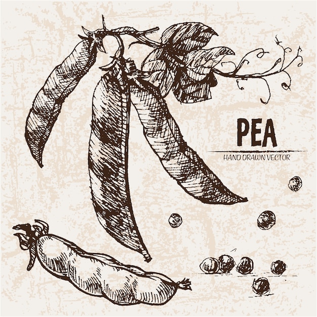 Hand drawn pea collection