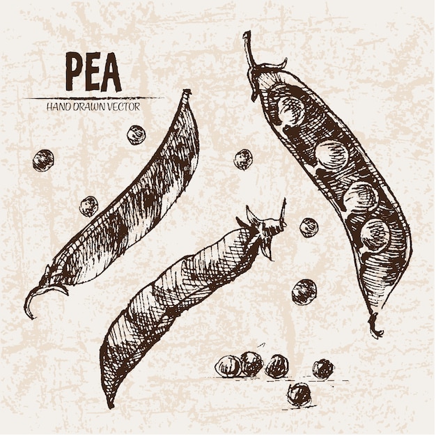Hand drawn pea collection | Free Vector