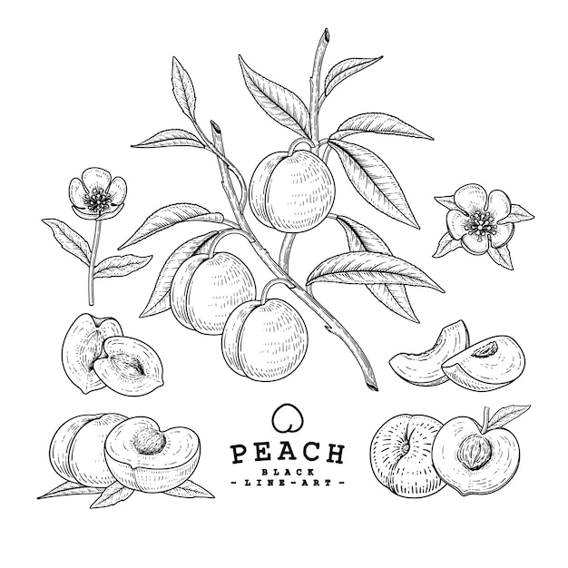 Premium Vector | Hand drawn peach decorative set black line art retro ...