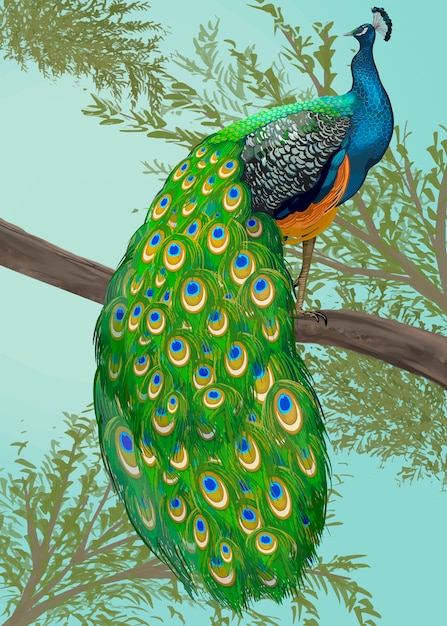 peacock illustration vector free download