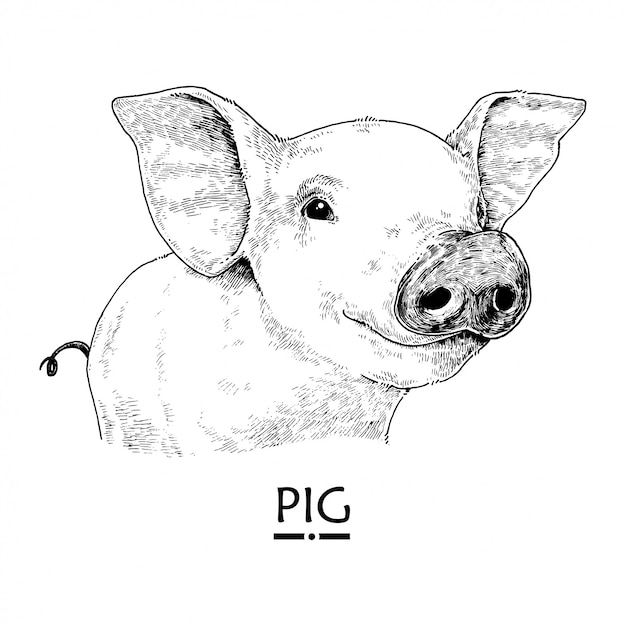 手描きの豚イラスト プレミアムベクター