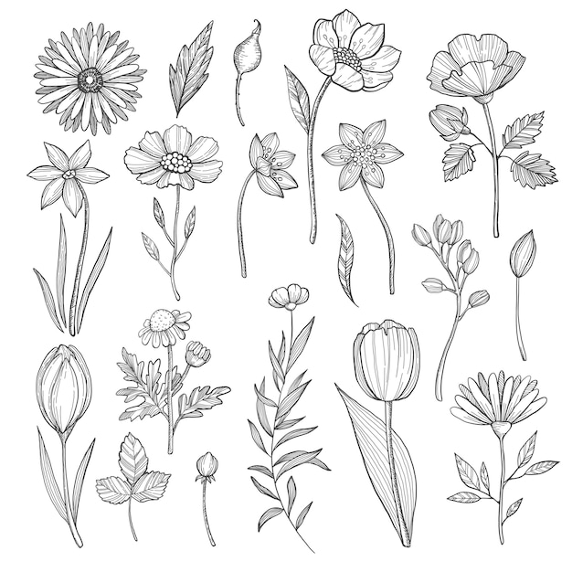 Hand drawn plants. vector pictures isolate on white Premium Vector