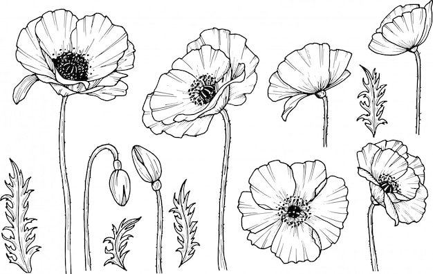 手描きのケシの花 ケシの薬のアイコン 白い背景に分離します 落書きを描きます 花のデザイン 線画 プレミアムベクター