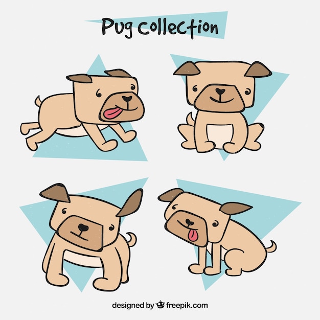 Hand drawn pugs with funny style