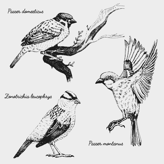 手描きのリアルな鳥 スケッチグラフィックスタイル プレミアムベクター