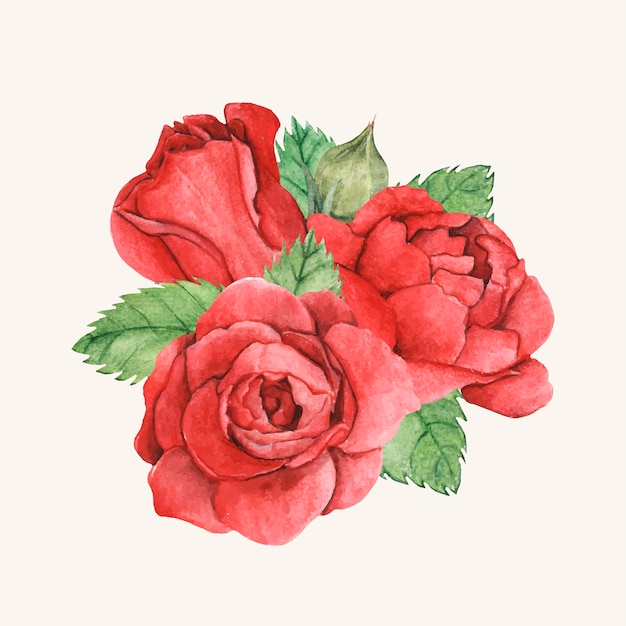 Hand drawn red rose isolated