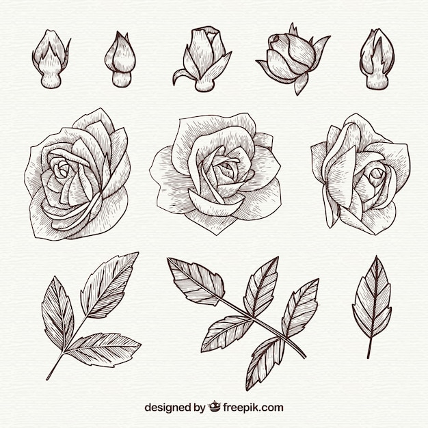 Free Vector Hand drawn roses and leaves