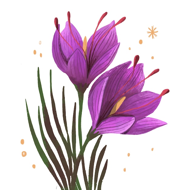 Free Vector | Hand drawn saffron flower illustration