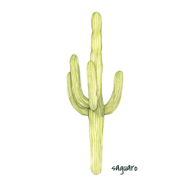 Free Vector Hand drawn saguaro cactus isolated on white background