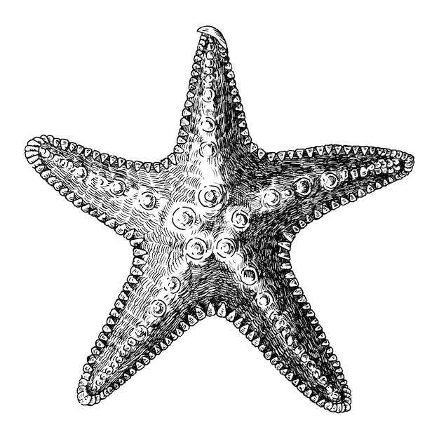 Download Premium Vector | Hand drawn sea starfish isolated