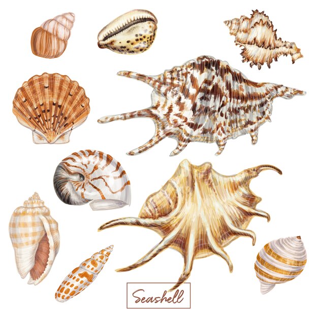 Premium Vector | Hand drawn seashell set