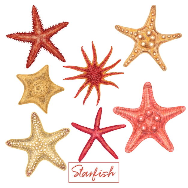 Hand drawn seashell set Premium Vector