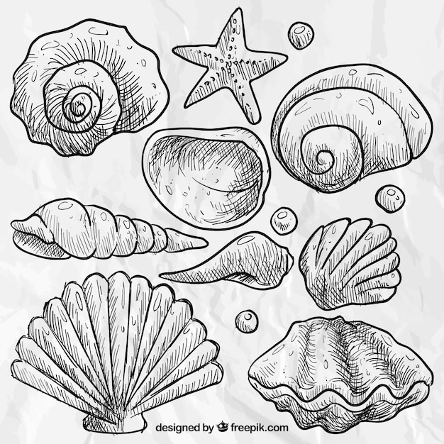 Hand drawn seashells Vector | Free Download