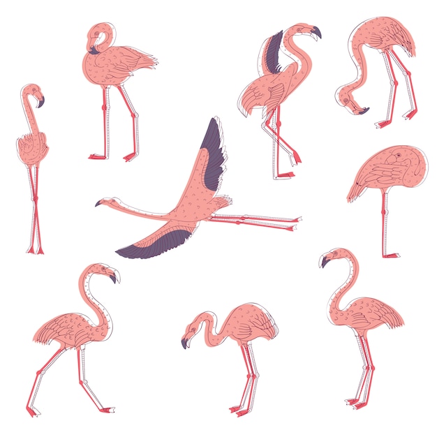 Premium Vector | Hand drawn set of pink flamingo in different poses ...