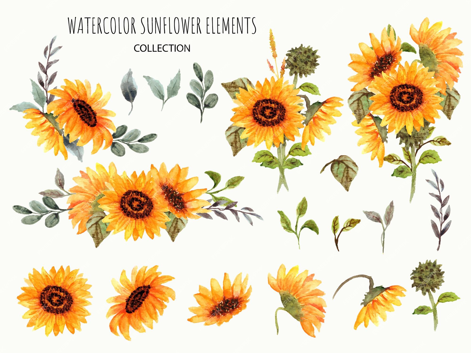 Premium Vector | Hand drawn set of sunflower elements