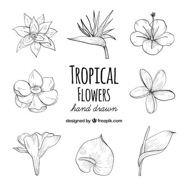 Premium Vector | Hand drawn set of tropical flowers