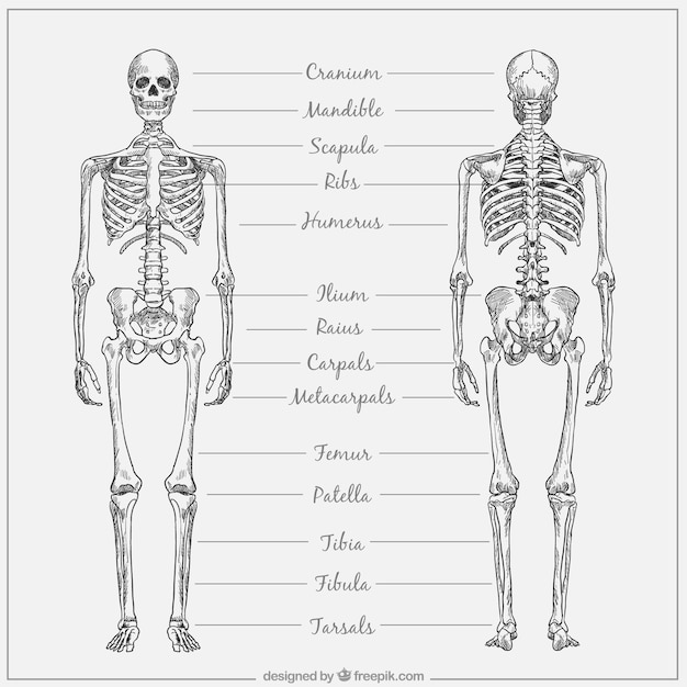 Premium Vector | Hand drawn skeletal system with names