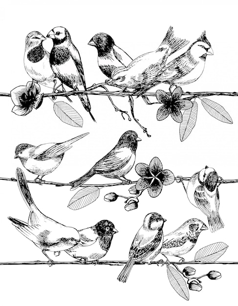 Premium Vector | Hand drawn sketch of birds on branches