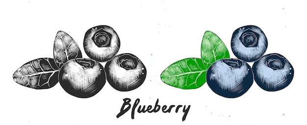 Hand drawn sketch of blueberry Premium Vector