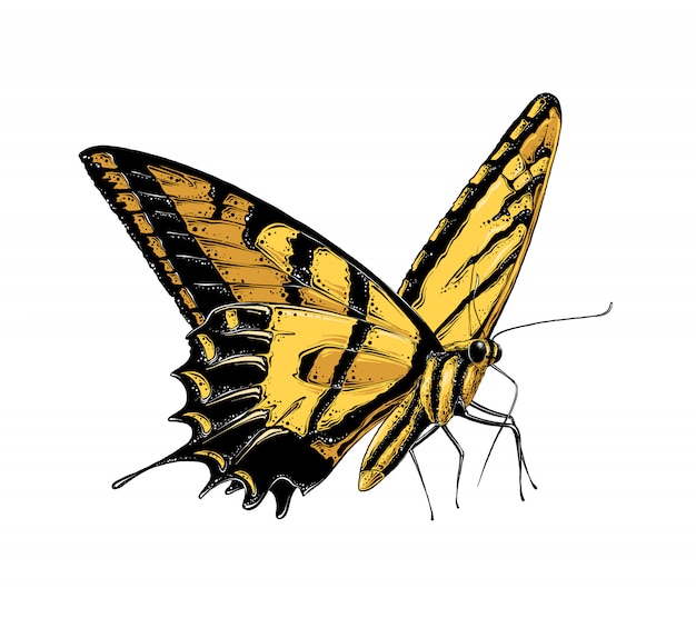 Download Premium Vector | Hand drawn sketch of butterfly in yellow ...