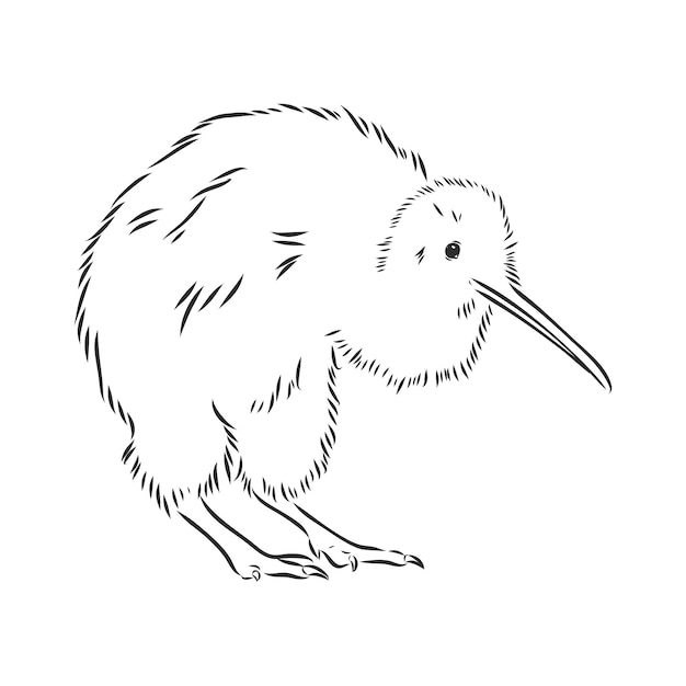 Premium Vector | Hand drawn, sketch, cartoon illustration of kiwi kiwi ...